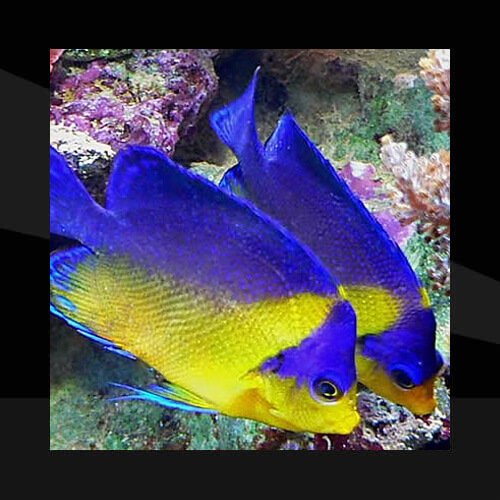 Peces Marinos - Angeles