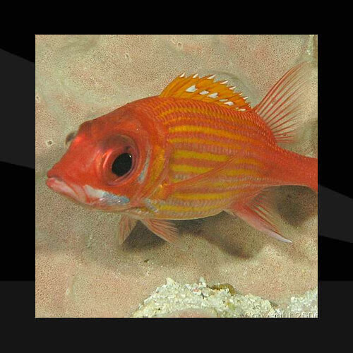 Peces Marinos - Ardilla