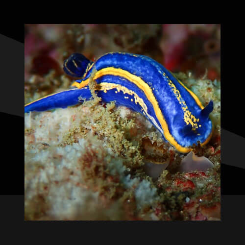 Babosas