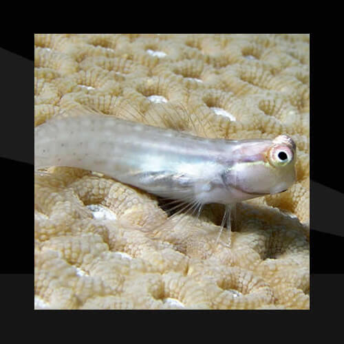 Peces Marinos - Blenios