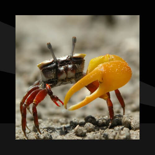 Cangrejos