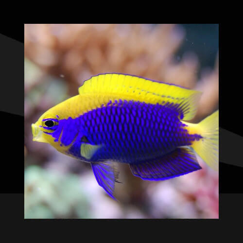 Peces Marinos - Chromis