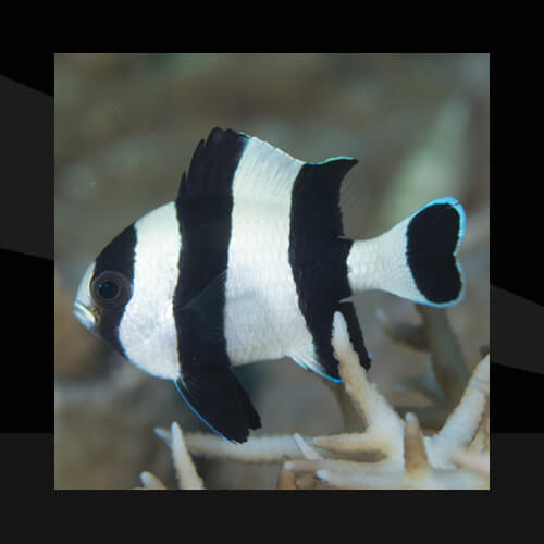 Peces Marinos - Damiselas