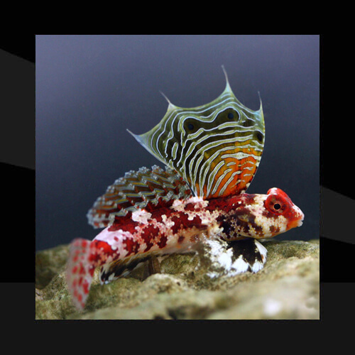 Peces Marinos - Dragonets