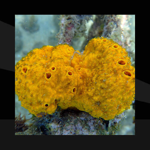 Esponjas