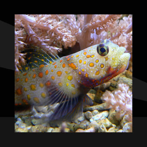 Peces Marinos - Gobios