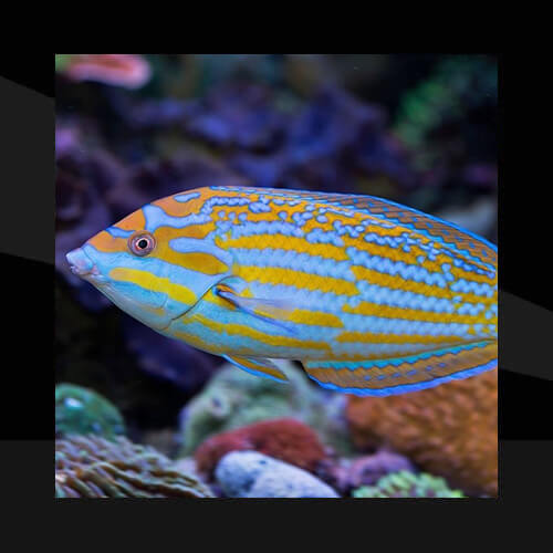 Peces Marinos - Labridos (A-H)