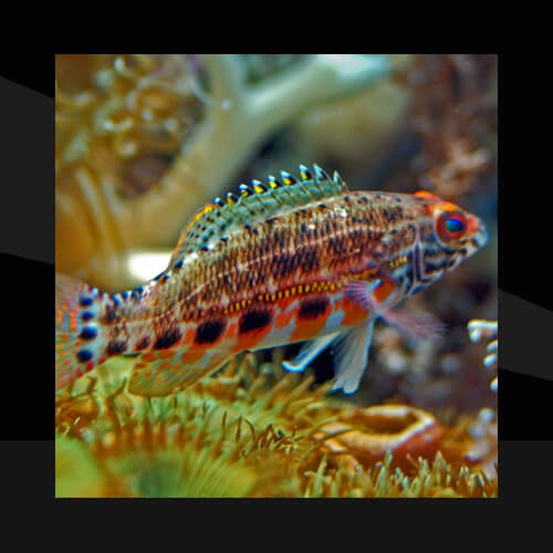 Peces Marinos - Lubinas