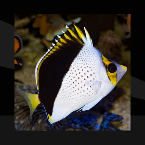 Peces Marinos - Mariposas
