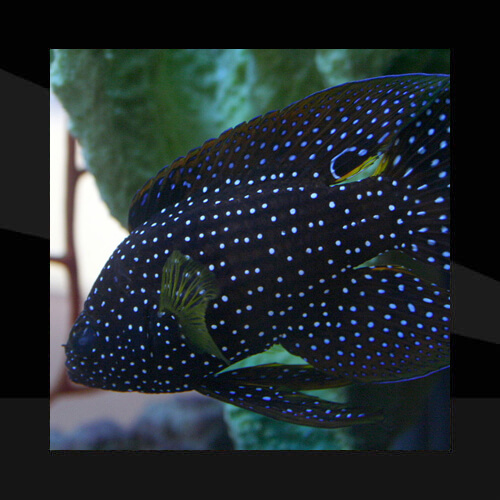 Peces Marinos - Meros