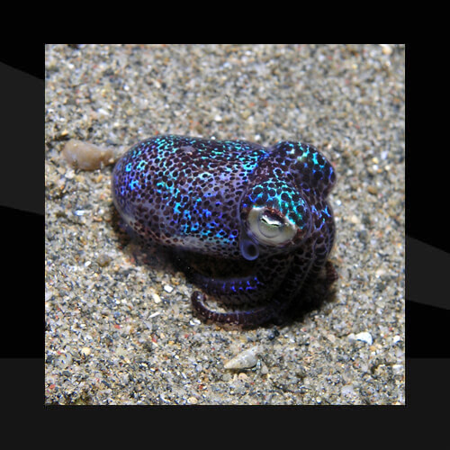 Moluscos