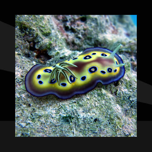 Los Nudibranquios