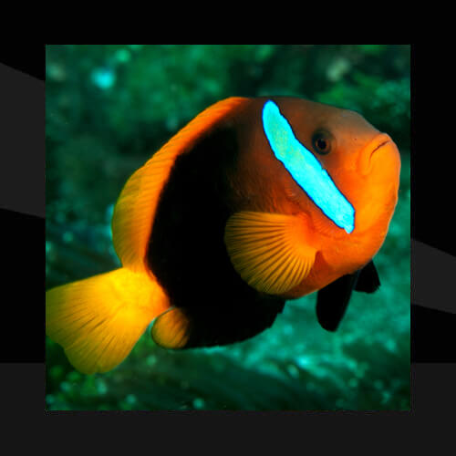 Peces Marinos - Payasos