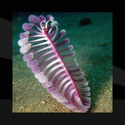Plumas de Mar