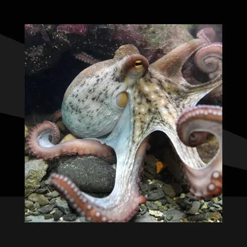 El Pulpo