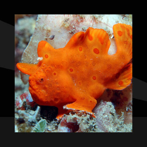 Peces Marinos - Peces Sapo