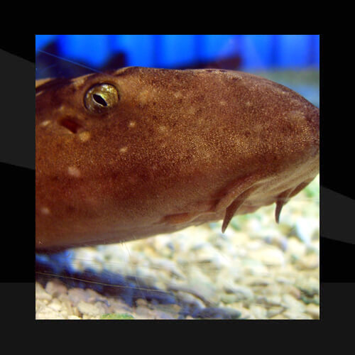 Peces Marinos - Tiburones
